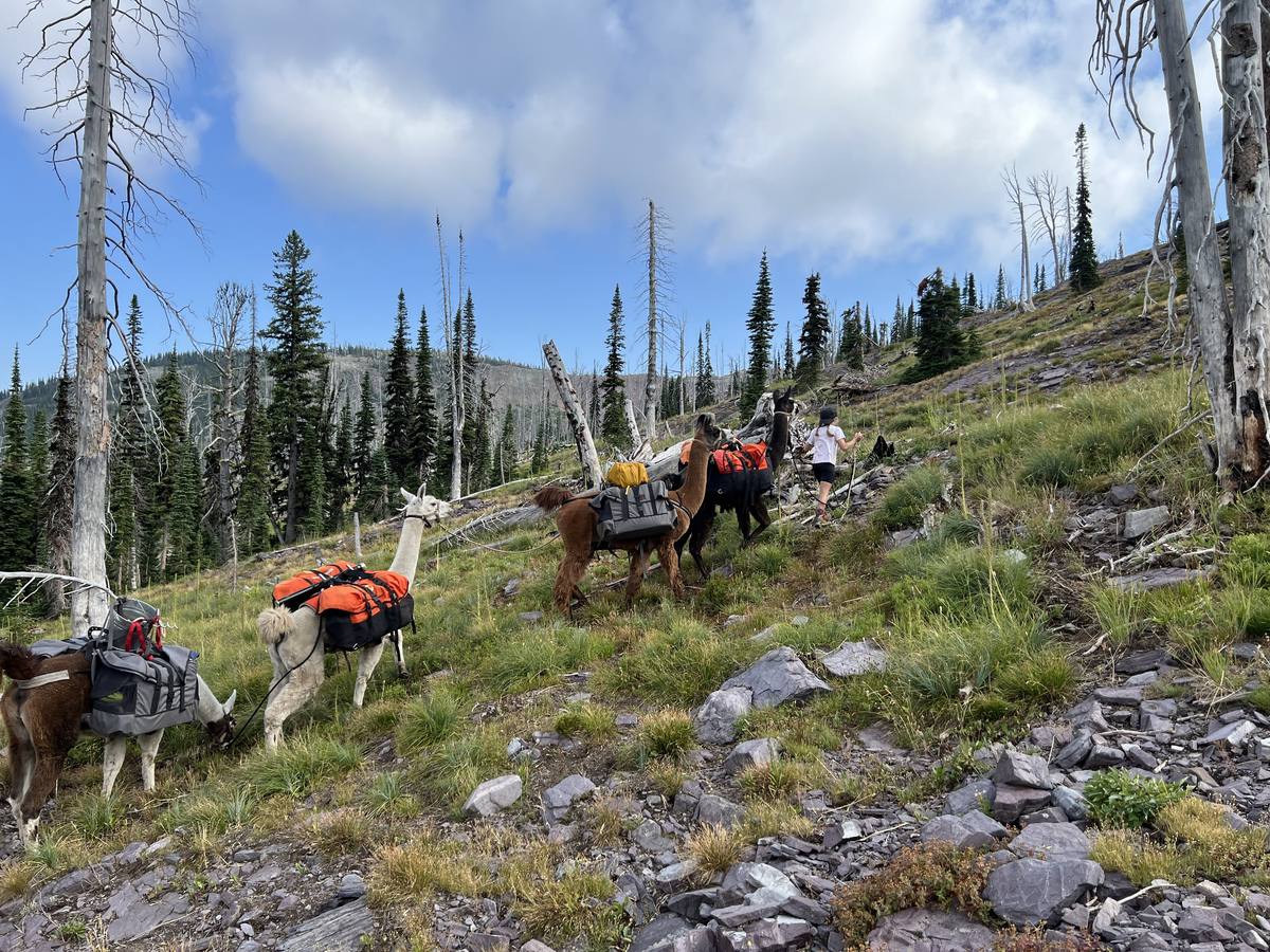 Alpine adventure with the herd