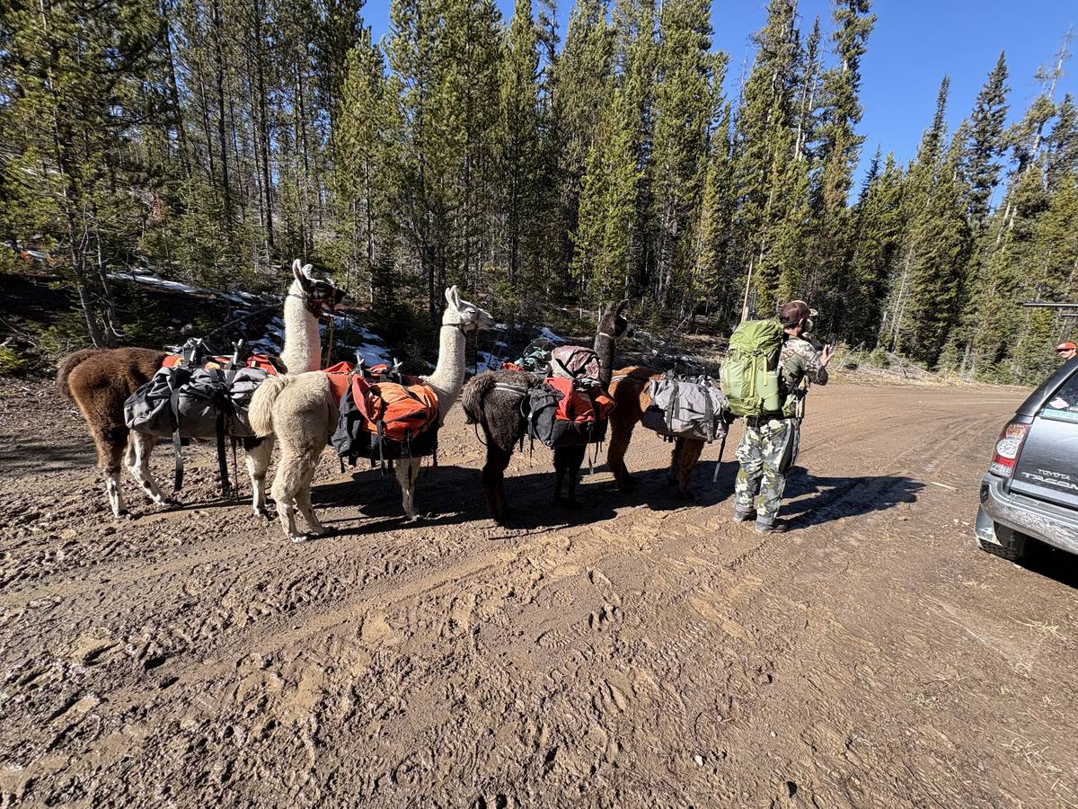 Kid with white pack llama in summer meadow