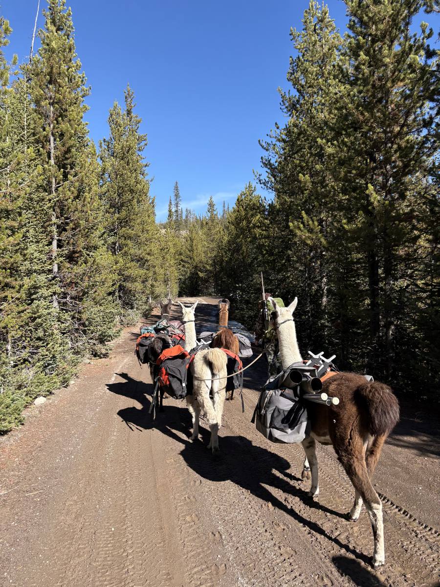 Llamas at wilderness boundary