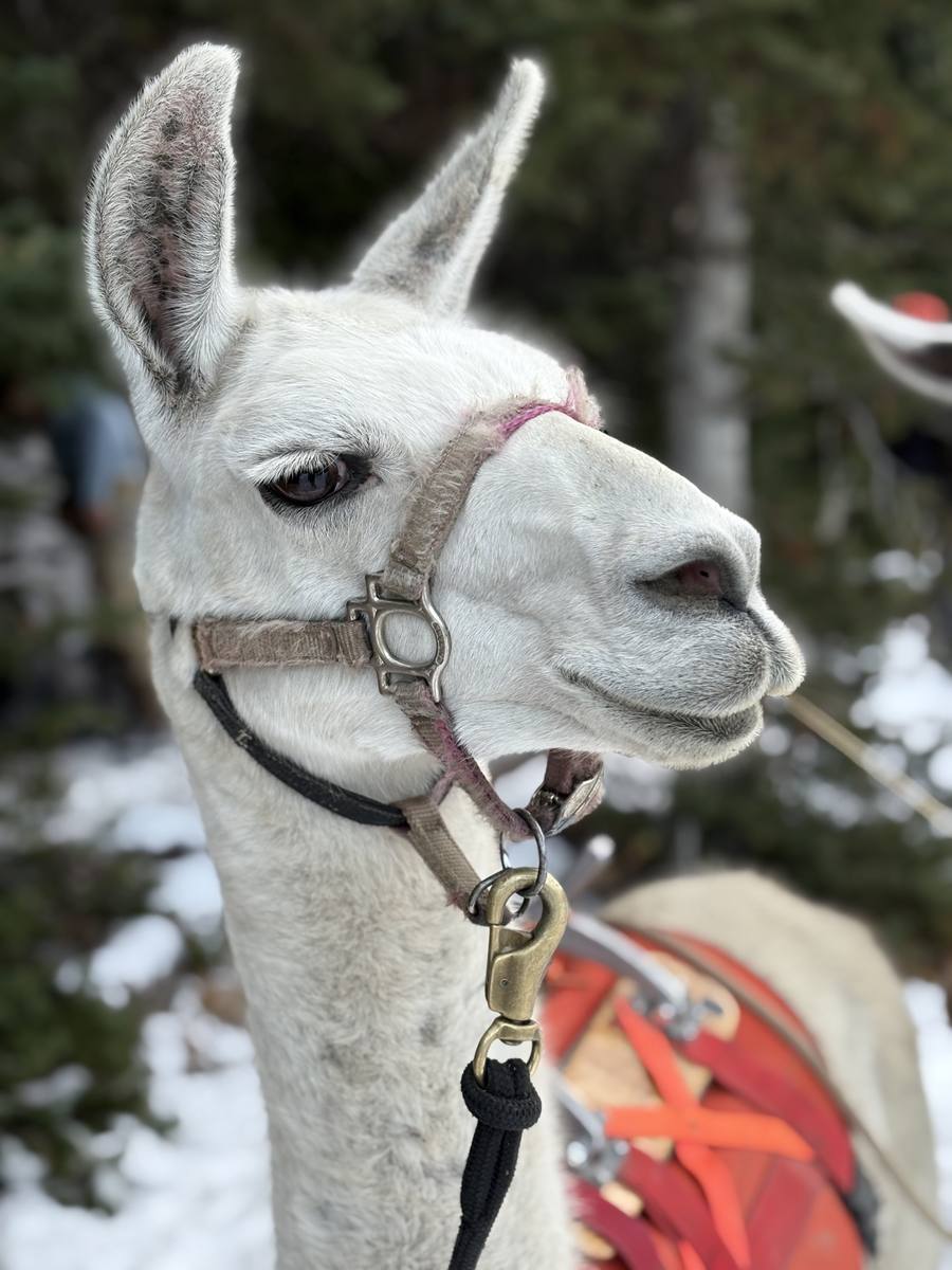Pack llamas loaded and ready