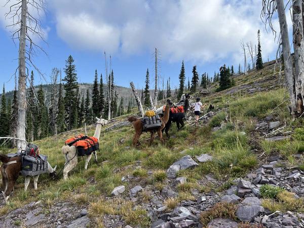 Alpine adventure with the herd
