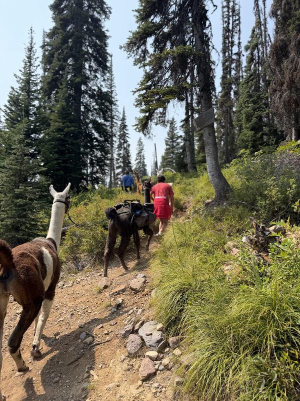 Pack string climbing through the pines