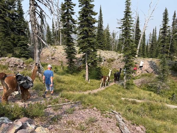 Leading the herd through high-country pines