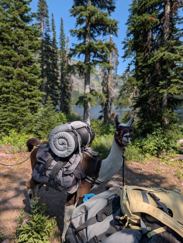 Pack llama at a high-country alpine lake