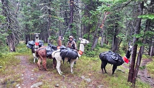 Hunter and pack string resting in the timber
