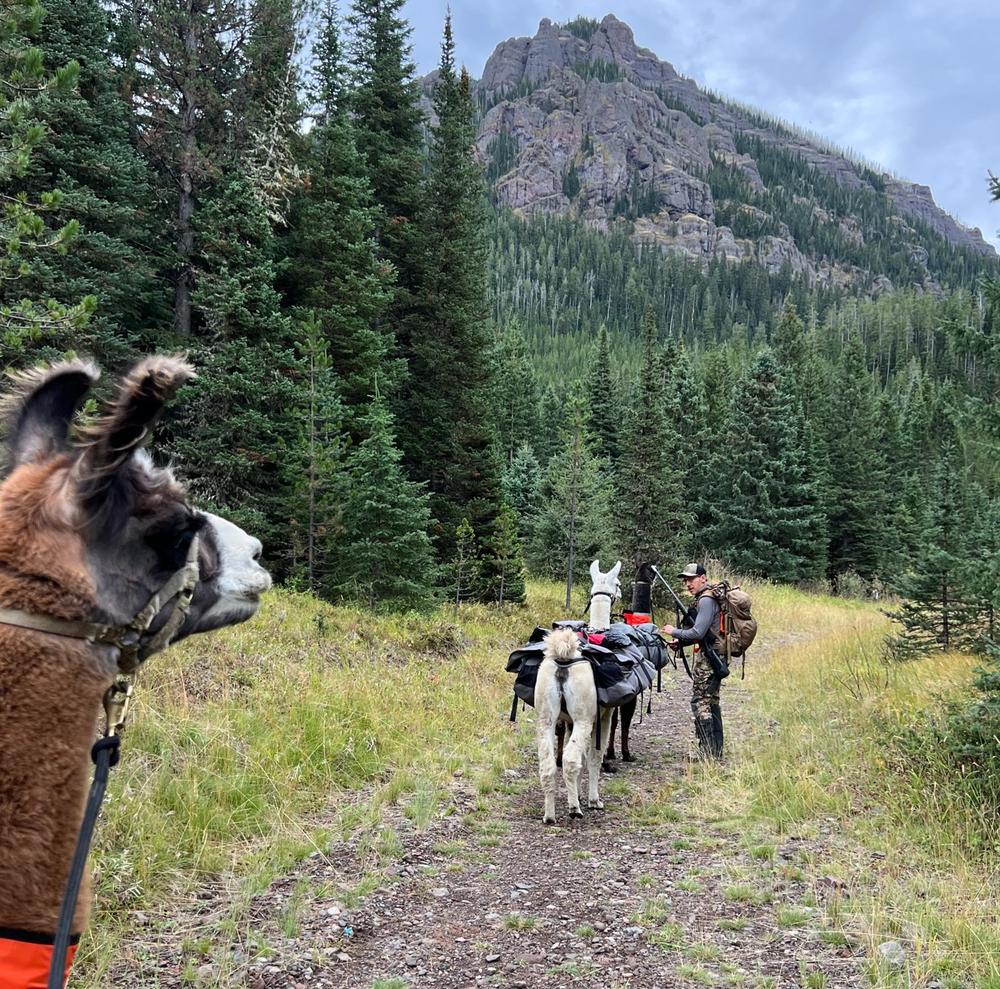 Close-up of a llama with the pack string on a meadow trail below a rock outcrop