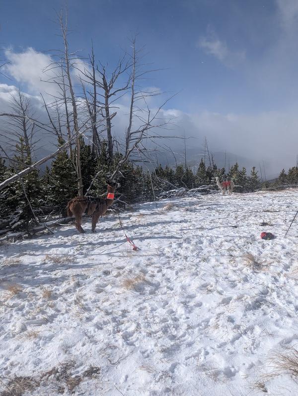 Pack llama among snowy snags on the ridge