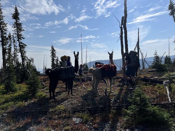 Pack string crossing a burned ridgeline
