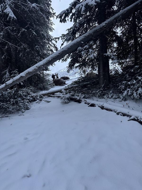Snowy trail under fallen timber