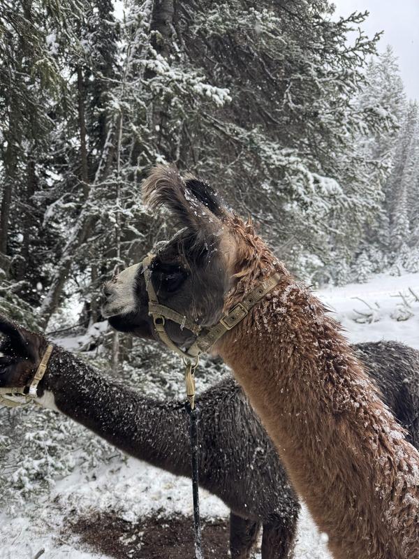 Snow-dusted llamas in the timber
