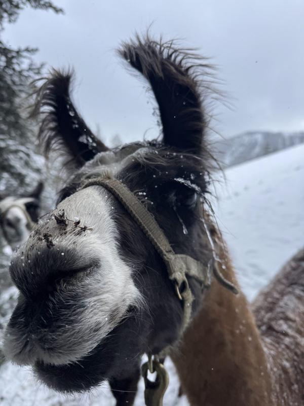 Up-close llama greeting in the snow