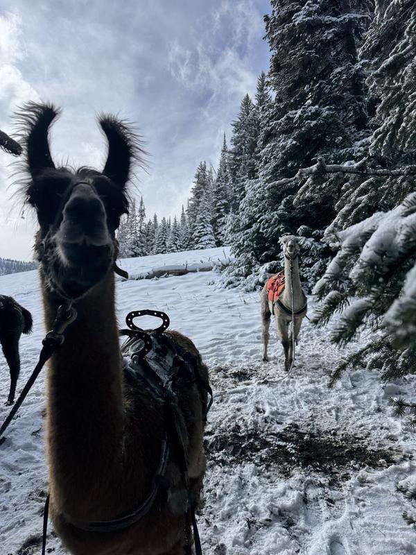 Pack llama on a snowy trail