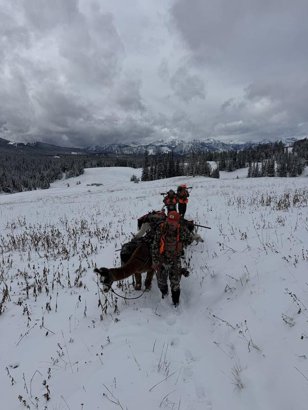 Leading a pack llama across a snowy meadow