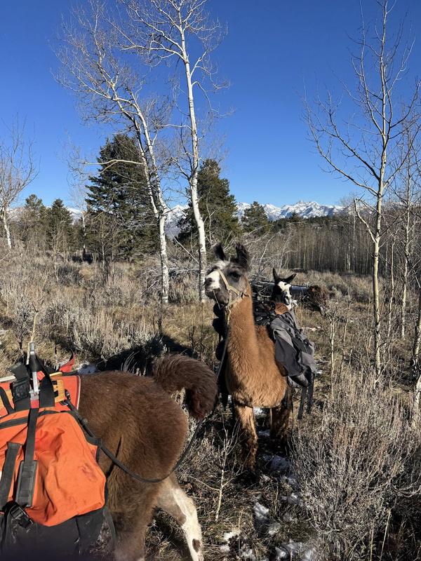 Pack llamas among the aspens