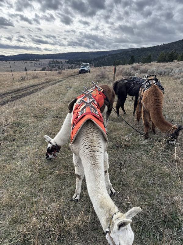 White llama grazing in the high meadow