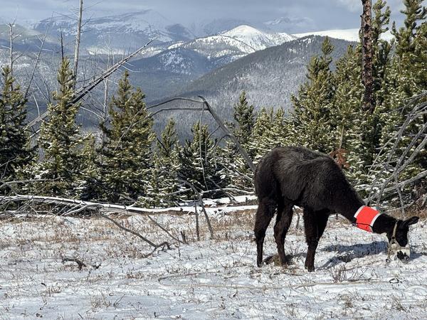 Black llama grazing below snowy peaks