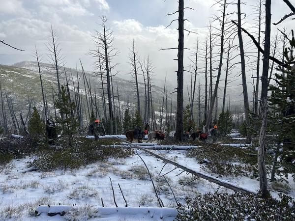 Pack string moving through a burned forest in snow