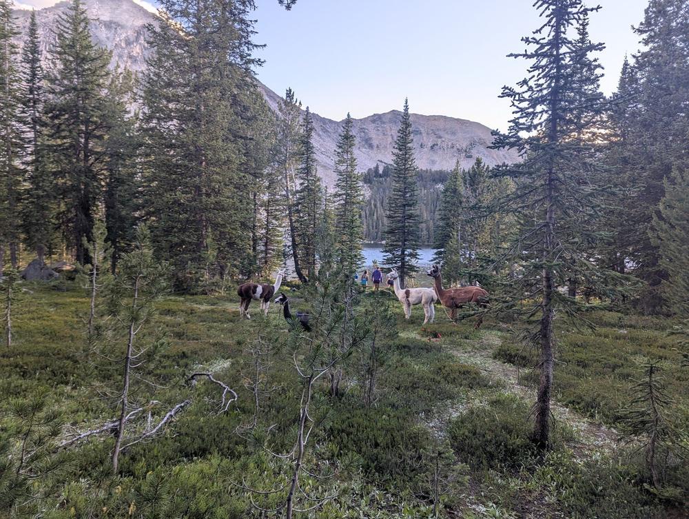 Llamas grazing in a subalpine meadow with a lake and peaks in the distance