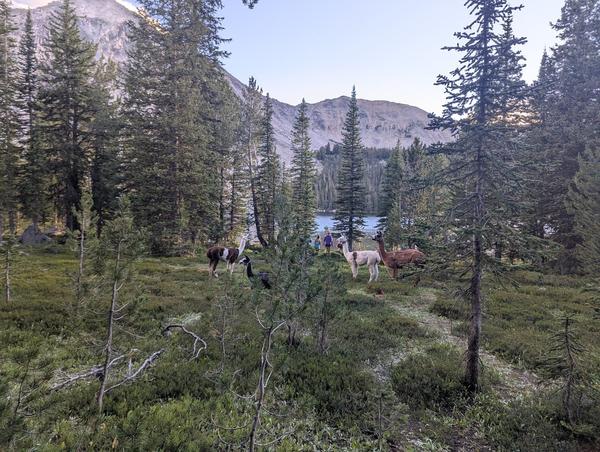 Llamas grazing in an alpine meadow
