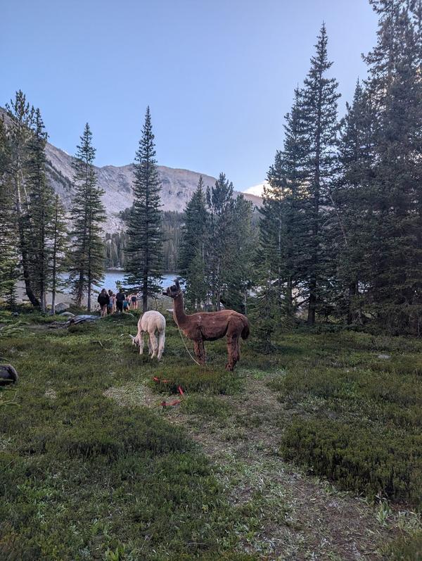 Llamas on the trail near a mountain lake