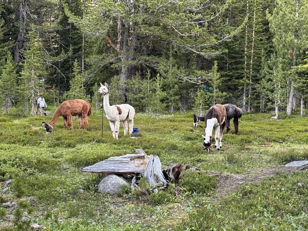 Llamas grazing in a green high-country meadow