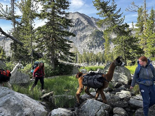 Leading llamas over a rocky creek crossing