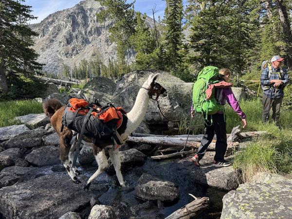 Hikers and pack llamas at the creek crossing